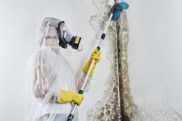 Best Mold Remediation Experts  in Masury, OH
