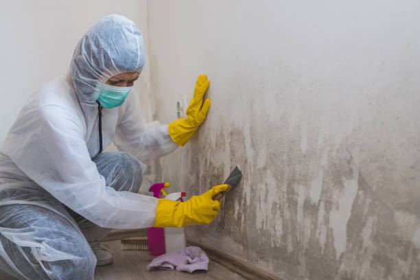 Best Toxic Mold Removal  in Masury, OH