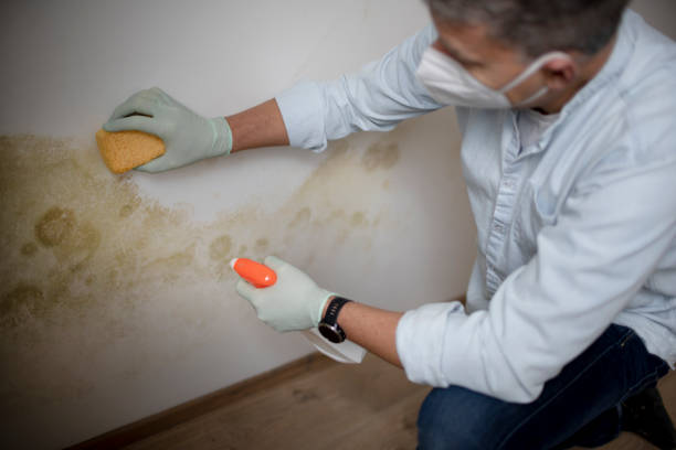 Best Affordable Mold Removal  in Masury, OH