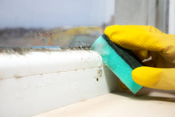 Best Local Mold Removal Service  in Masury, OH