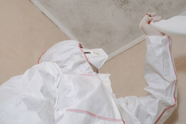 Best Toxic Mold Removal  in Masury, OH