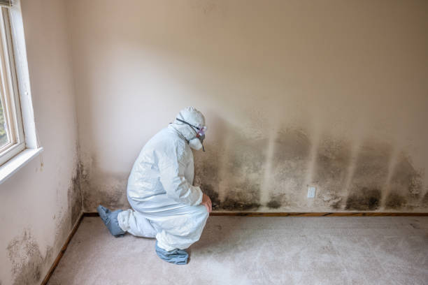 Best Certified Mold Removal  in Masury, OH