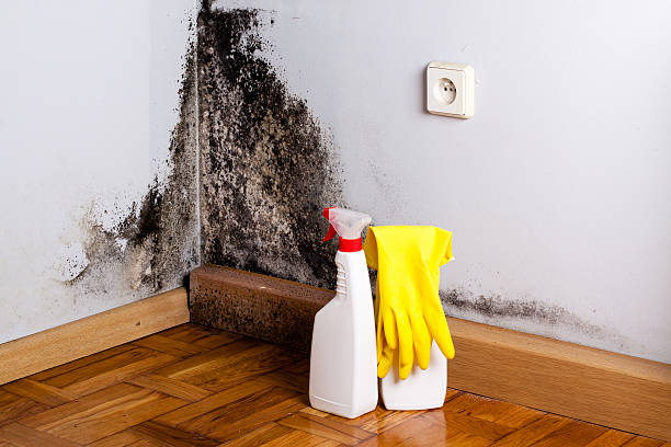 Best Residential Mold Removal  in Masury, OH