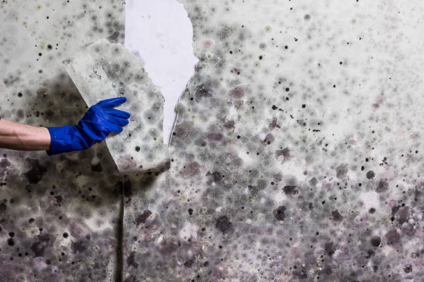 Best Mold Removal Company Near Me  in Masury, OH