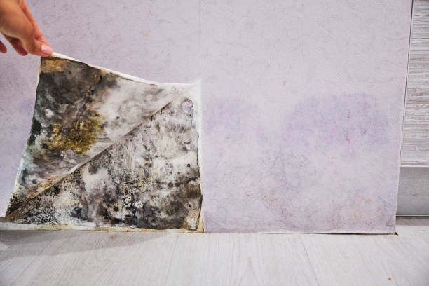 Masury, OH Mold Removal Company